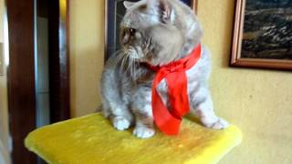 Любимому Коту Ватсону сегодня 9-ть Лет!!!! Ура!!!! Любимому Коту Ватсону сегодня 9-ть Лет!!!! Ура!!!!