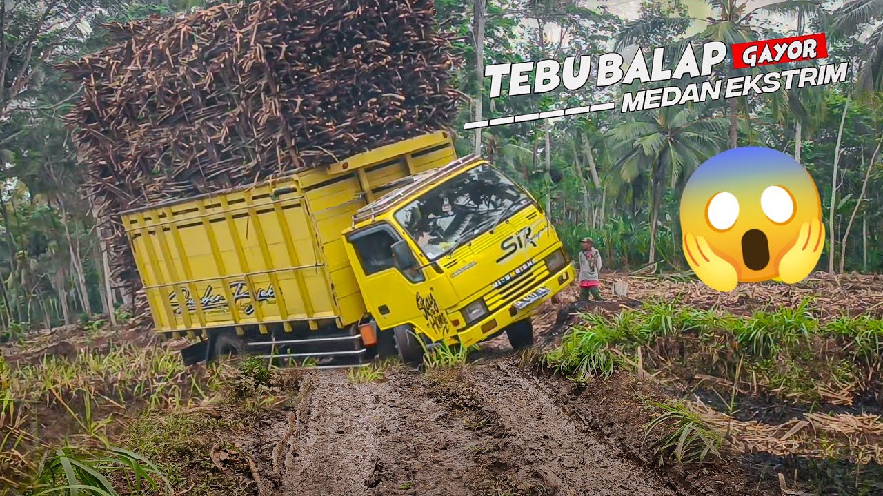 tebu balap ragasa gayor medan berlumpur - truck tebu lumajang