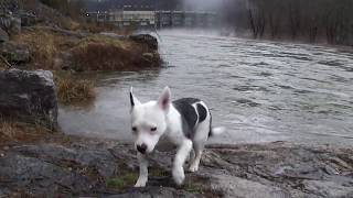 Mills at Fort Patrick Henry Dam During Flood 2-28-2011