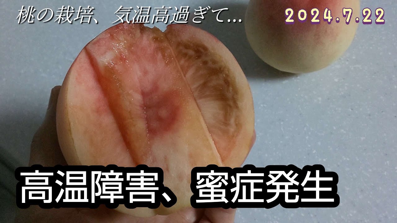 蜜症で桃の中が黒くなる、高温障害、桃栽培収穫は少し早めに - YouTube