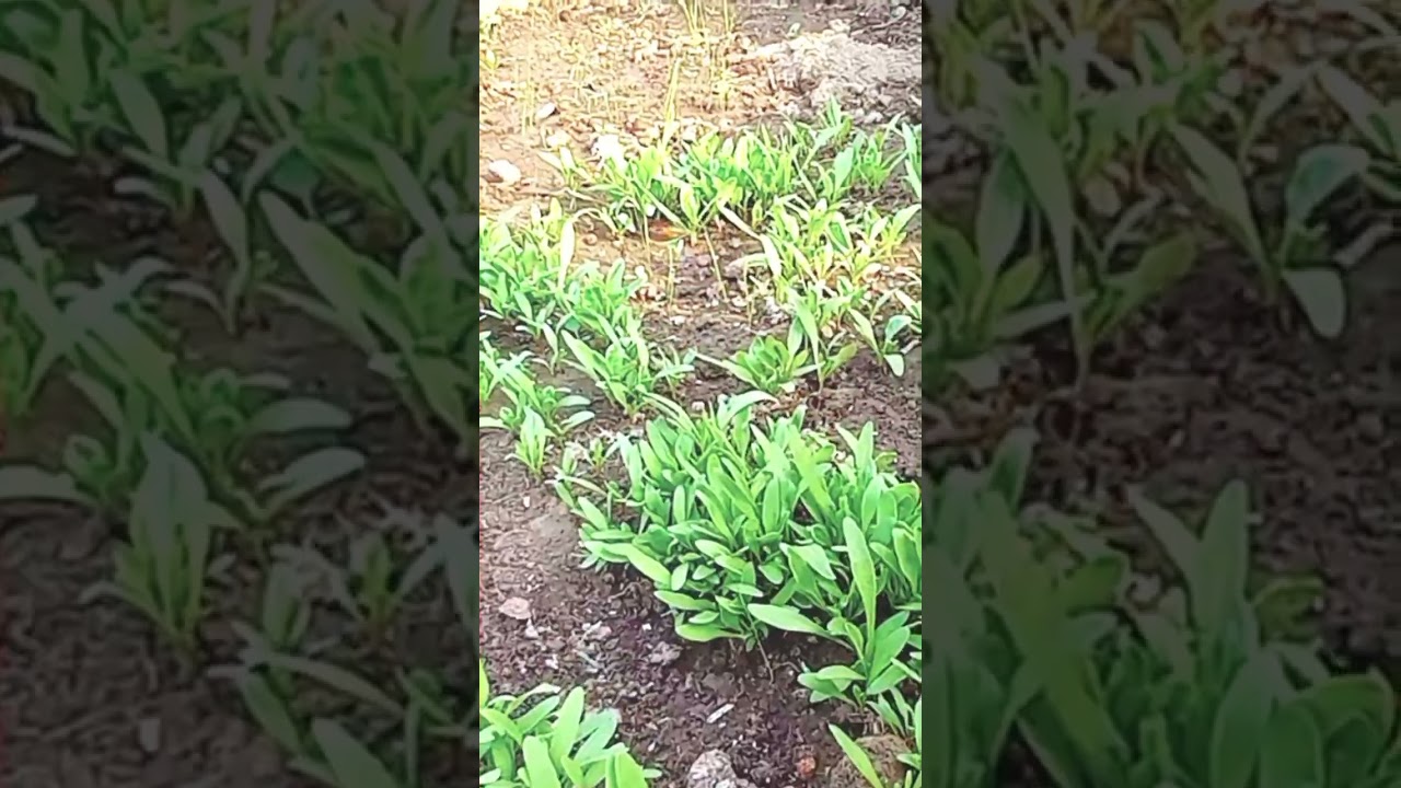 मेरा छोटा छोटा पालक का पौधा 