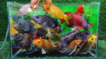 Tổng hợp video cá cảnh đẹp, động vật dễ thương, cá mập, rùa, ếch, cá vàng, rắn, cá lau kính, cá kiếm