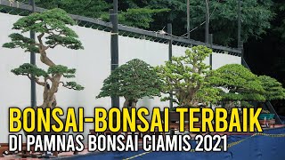 Pohon-pohon Bonsai The Best (Kelas Prospek hingga Bintang) di Pameran Bonsai Nasional Ciamis 2021