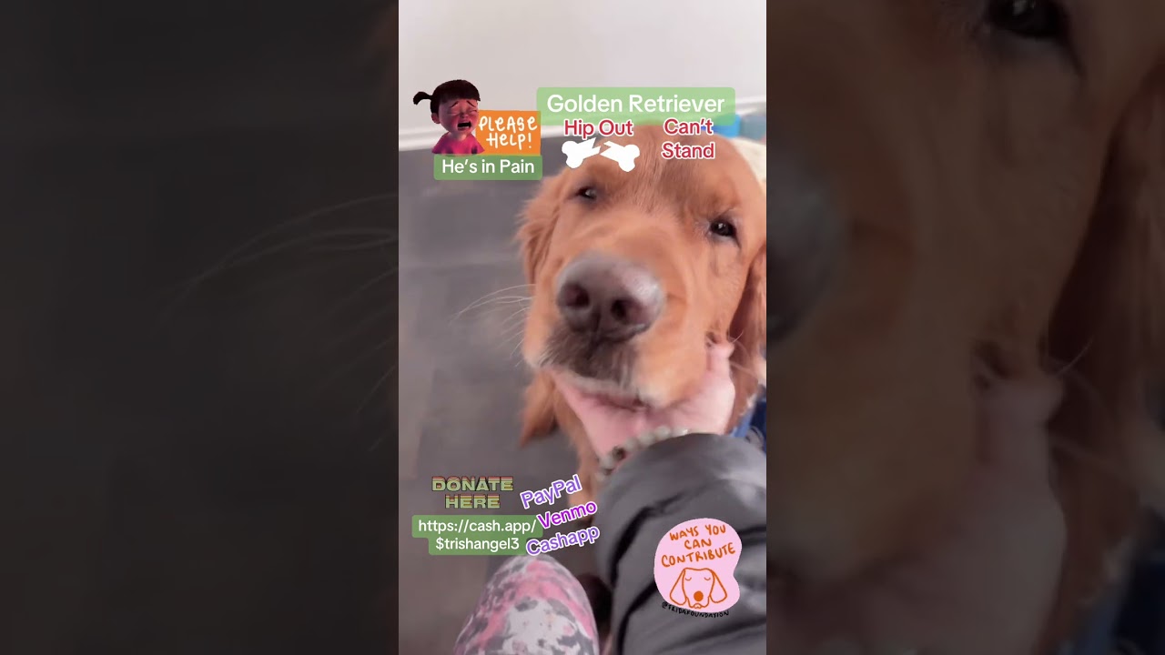 Golden Retriever Hip Out Foot Infected Pain HELP PLEASE 
