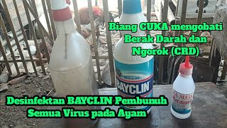 CUKA Mengobati Ayam Sakit-BAYCLIN pembasmi Bakteri |#peternakngapak #peternakrumahan