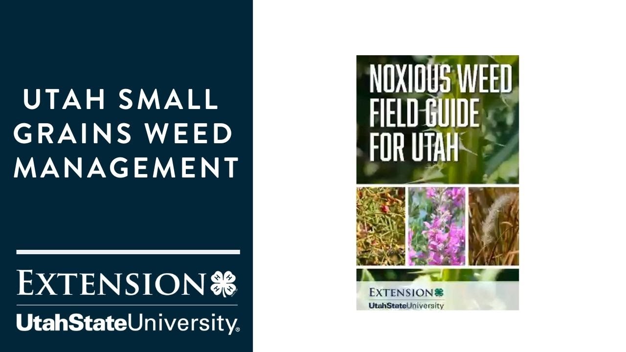 Utah Small Grains Weed Management