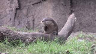 Otters Return To Discovery Island, Disneys Animal Kingdom Theme Park - Walt Disney World