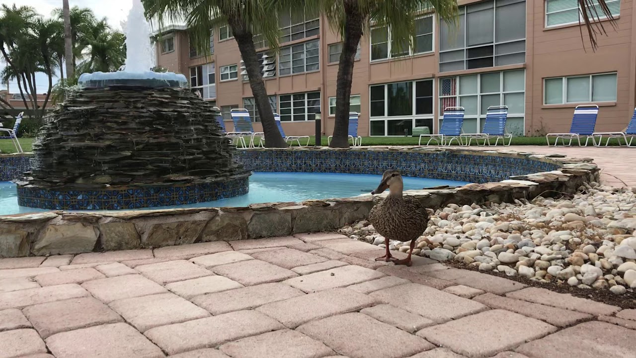 Sylvette Condo Central to St Pete Beach - Chat with Mc Duck