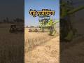 गेहूं हार्वेस्टिंग#farming #music #desi #nature #ram