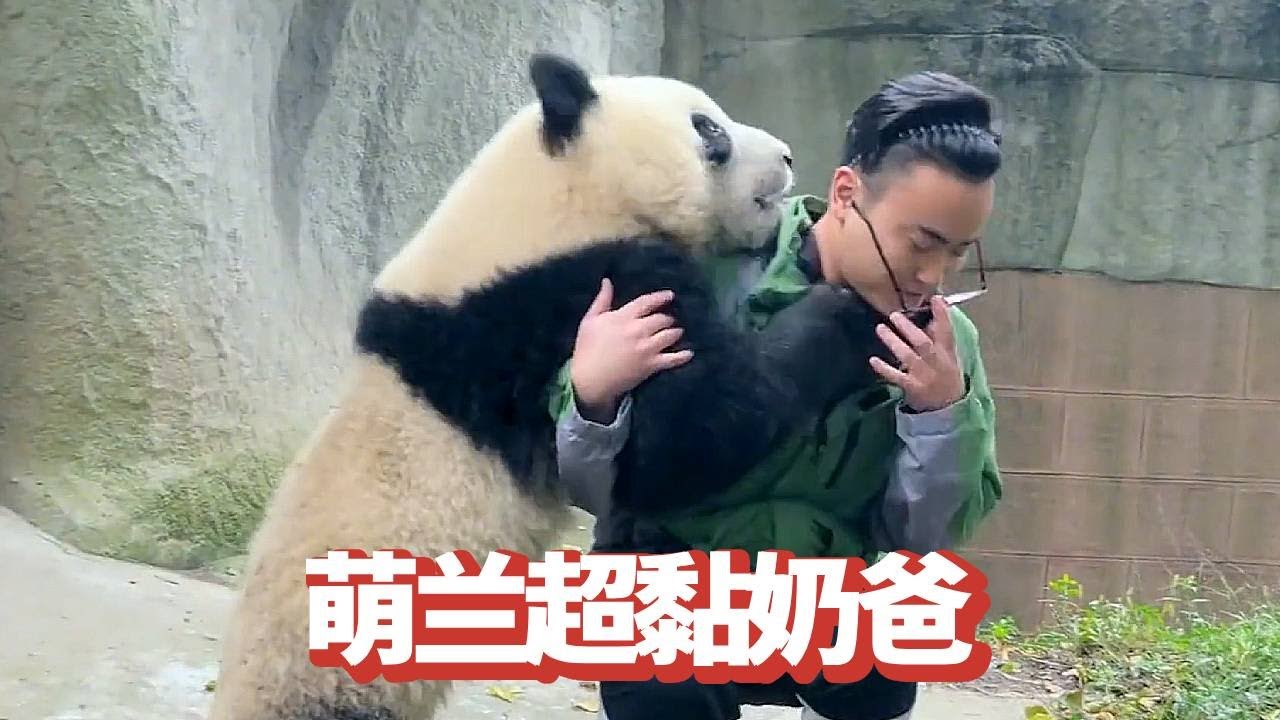 看到如意化身嘤嘤怪对前奶爸撒娇，萌兰对奶爸的依赖，才发现熊猫远比我们想象中重感情！【追娱秀场】
