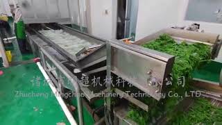 parsley blanching machine with natural air drying machine