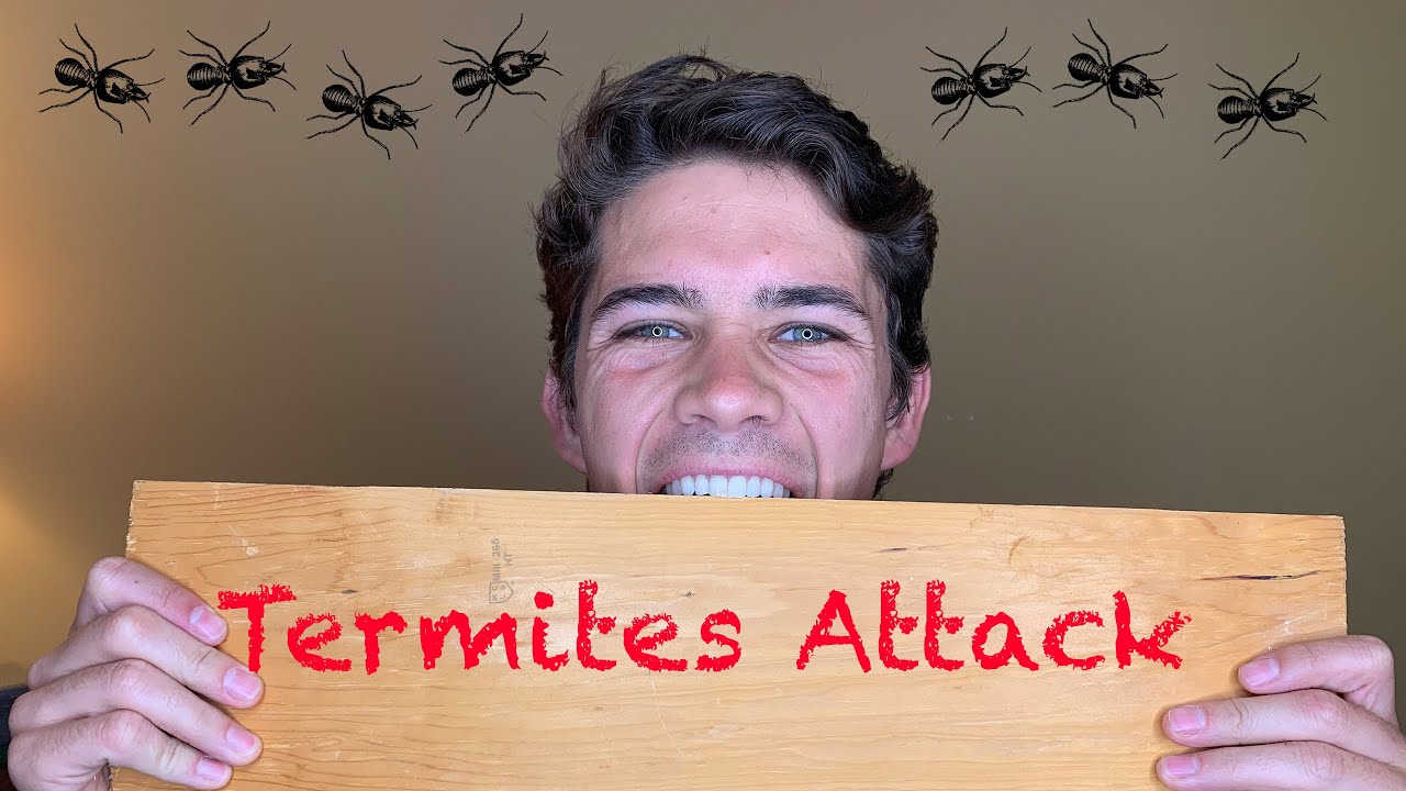 Termite Damage!! - Why You Get Your Home Inspected for Termites