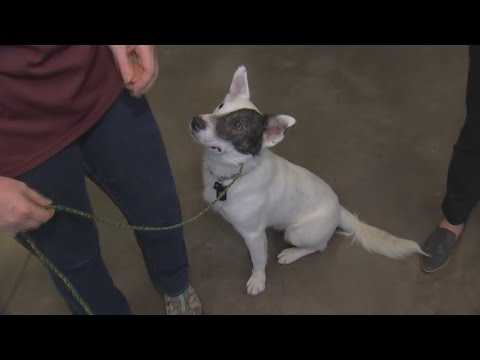 Video: BarkCode pomáhá ztraceným psům Get Home rychleji