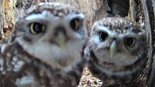 Little Owl Secret World | See Inside their Courtship & Early Nesting