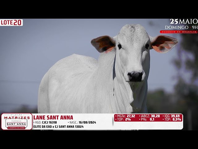 LOTE 20   CJCJ 16318