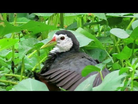 White-Breasted Waterhen At Its Secret Nest