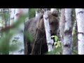 Встречи с медведями в Республике Коми! Медведя стало очень много .