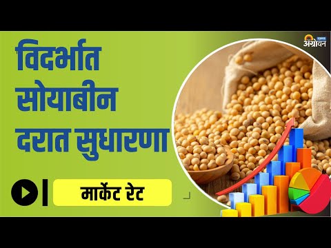 विदर्भात Soybean Market Rate स्थिरावले | Soyabean Rate Today | ॲग्रोवन