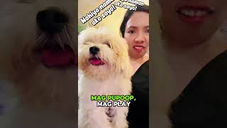I’m embarrassed because my dog is unemployed and thriving. #furmomlife #laughwithus #shihtzu