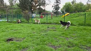 Staffordshire Bull Terrier Running Crazy With Friends