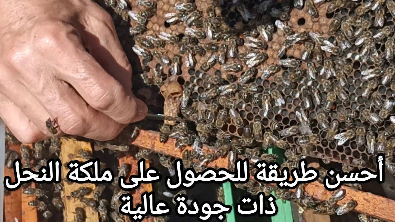 مراقبة قسمة خلية النحل ،وانتقاء البيوت الملكية الجيدة