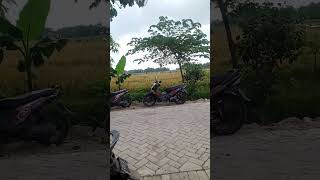 pesta panen  padi....coeee