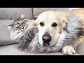 Funny Cat&#39;s Reaction to the Golden Retriever using it instead of a pillow