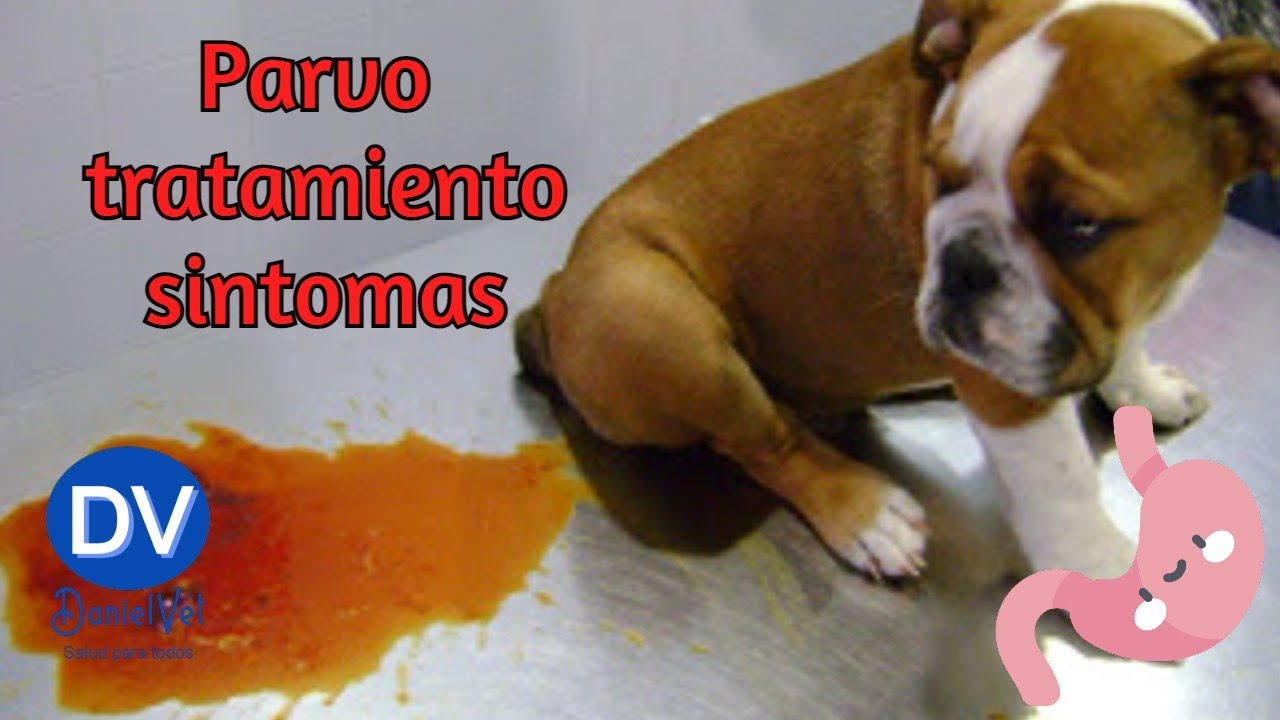 Parvovirus en perros síntomas tratamiento y más YouTube Parvovirus en perros síntomas tratamiento y más YouTube