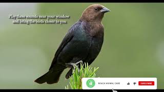Brown headed Cowbird by Anilove 240 views 3 years ago 13 minutes, 7 seconds