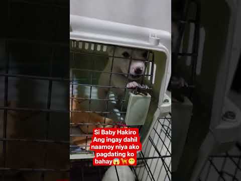 Hakiro cute Puppy🦮😁♥️ #shorts #shortvideo #cute #puppy #cats #cat #kitten  #babydiamond