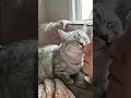 🐱My cat is bunting my face to say he loves me!💕