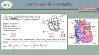 ВПР 8 класс (анатомия) 7 задание