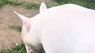 Eli English Bull Terrier Trances In The Bush