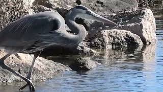 IceOut Heron by MikeBlairOutdoors 392 views 3 months ago 2 minutes