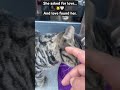 She asked for love… 🐱🤍And love found her. #StrayCat #CatLove #Elpati #shorts  #straycat #cat #fyp