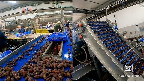 #IsraelTechnology_Intelligence Dates Sorting Machine