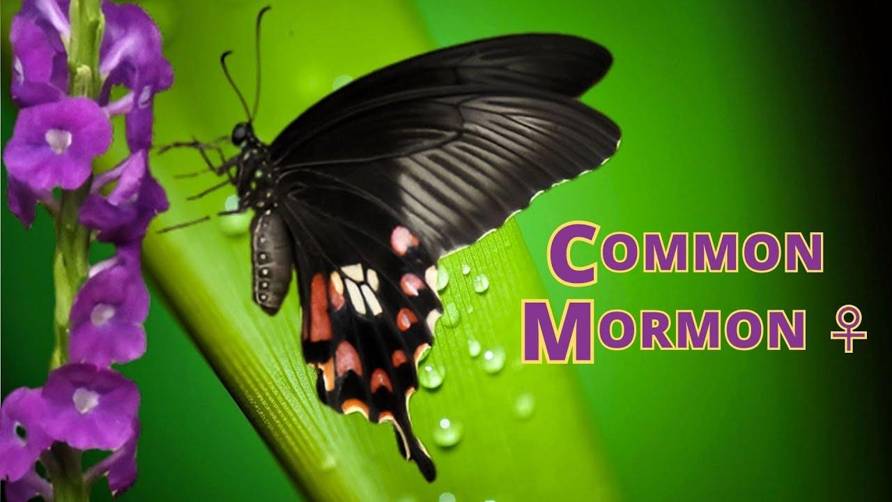 Papilio Polytes Romulus | Two Female Common Mormon Butterflies