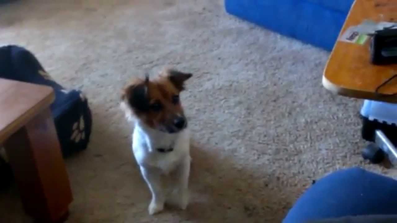 Bang Jordie Play Dead