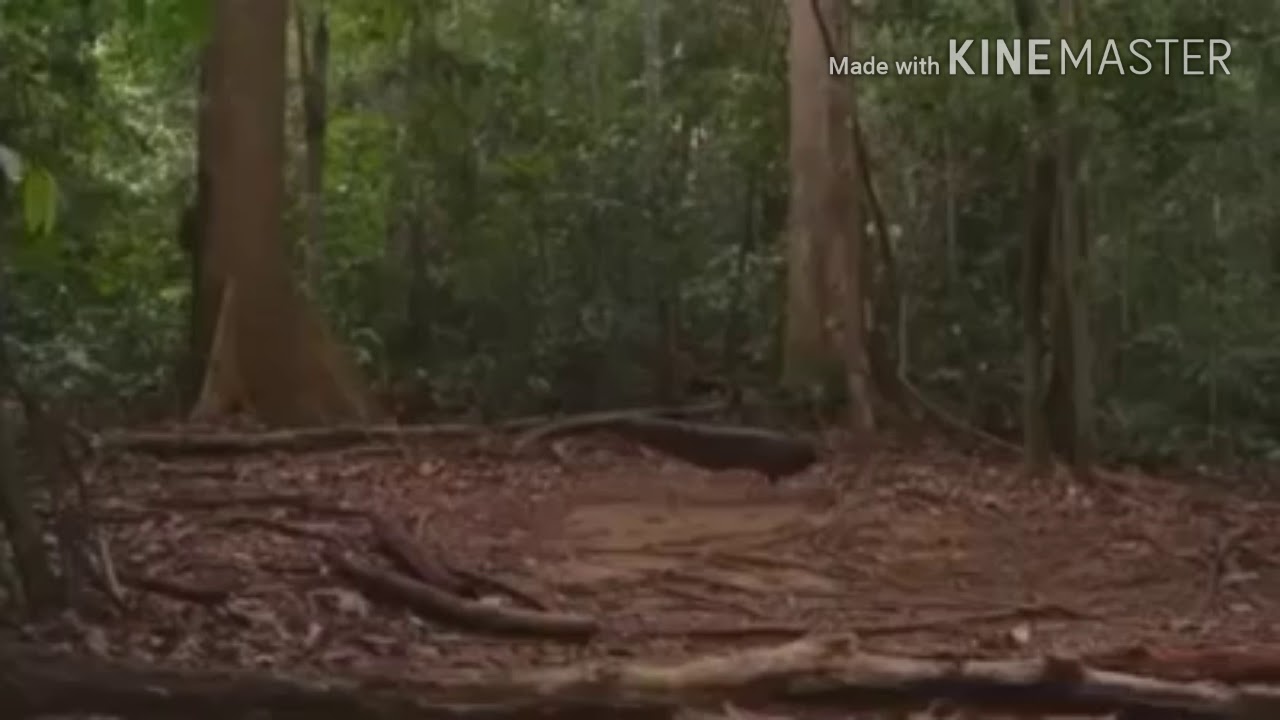 Burung Ruai Khas Kalimantan Barat Youtube