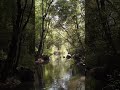 Nature treatment of the day - traveling in Madu River #shorts #nature