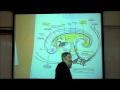 Intro to human embryology part 2 by professor fink