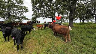 Bull Gets 57 Girlfriends?!