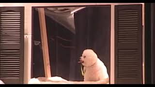 Reign dance productions (Aldc) "How much is that doggie in the window?" (2008?) featuring Mackenzie!