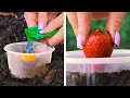 Jardinería 101: Cómo plantar un alimento de la cocina 🍓🍌.