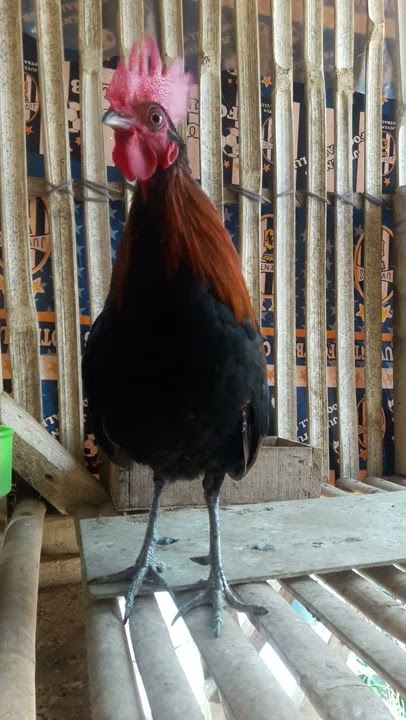 kokok ayam hutan/kasintu