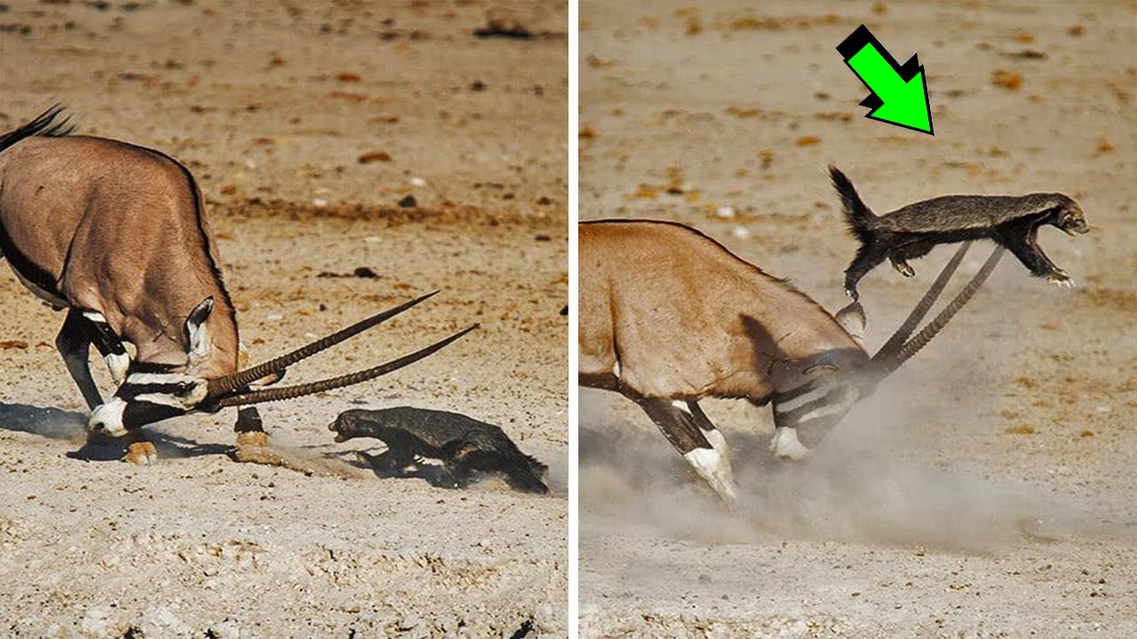 Tejon de Miel Se Metio con el Animal Equivocado Ataque de animales