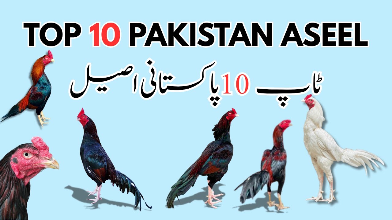 Top 10 Aseel Breed Types in Pakistan | Pure Aseel Varieties