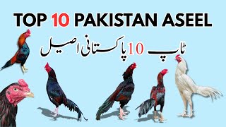 Top 10 Aseel Breed Types In Pakistan  Pure Aseel Varieties