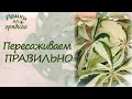 Почему гибнут комнатные цветы после пересадки Как избежать этого?