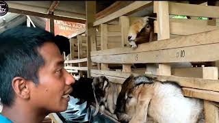 pantas saja dia di juluki predator ternak kambing